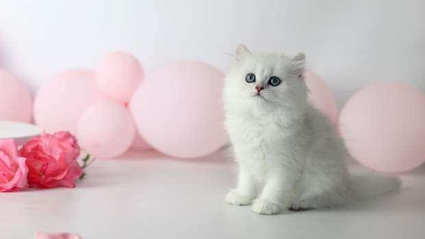 white kitten with pink balloons