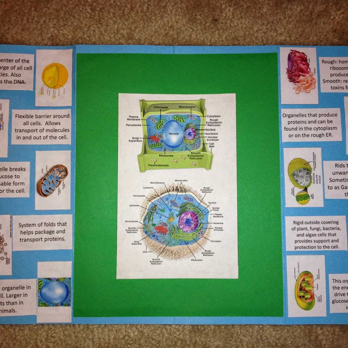 making-a-lapbook-for-plant-and-animal-cells-wehavekids for Free Printable Animal Cell Diagram Making a Lapbook for Plant and Animal Cells - WeHaveKids for Free Printable Animal Cell Diagram