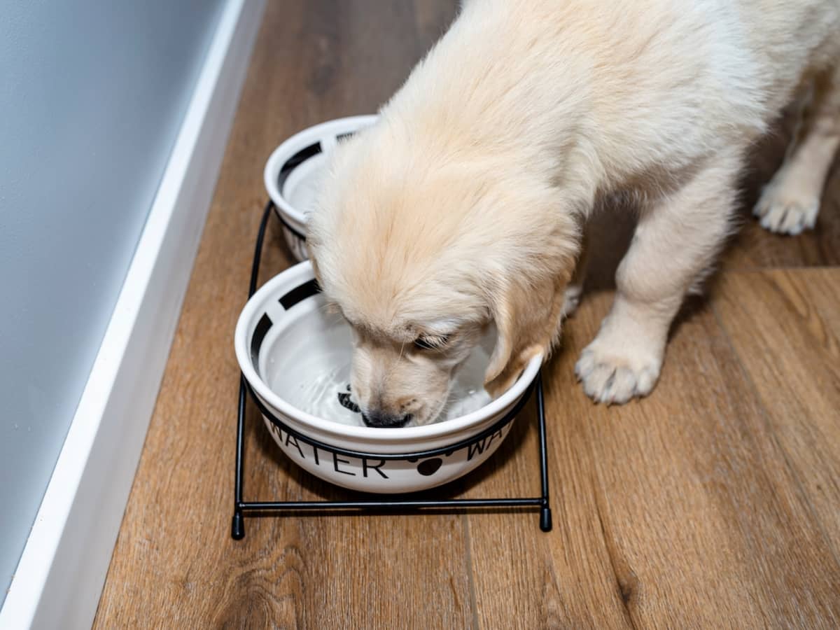 Baby Can t Resist the Dog s Water Bowl WeHaveKids News